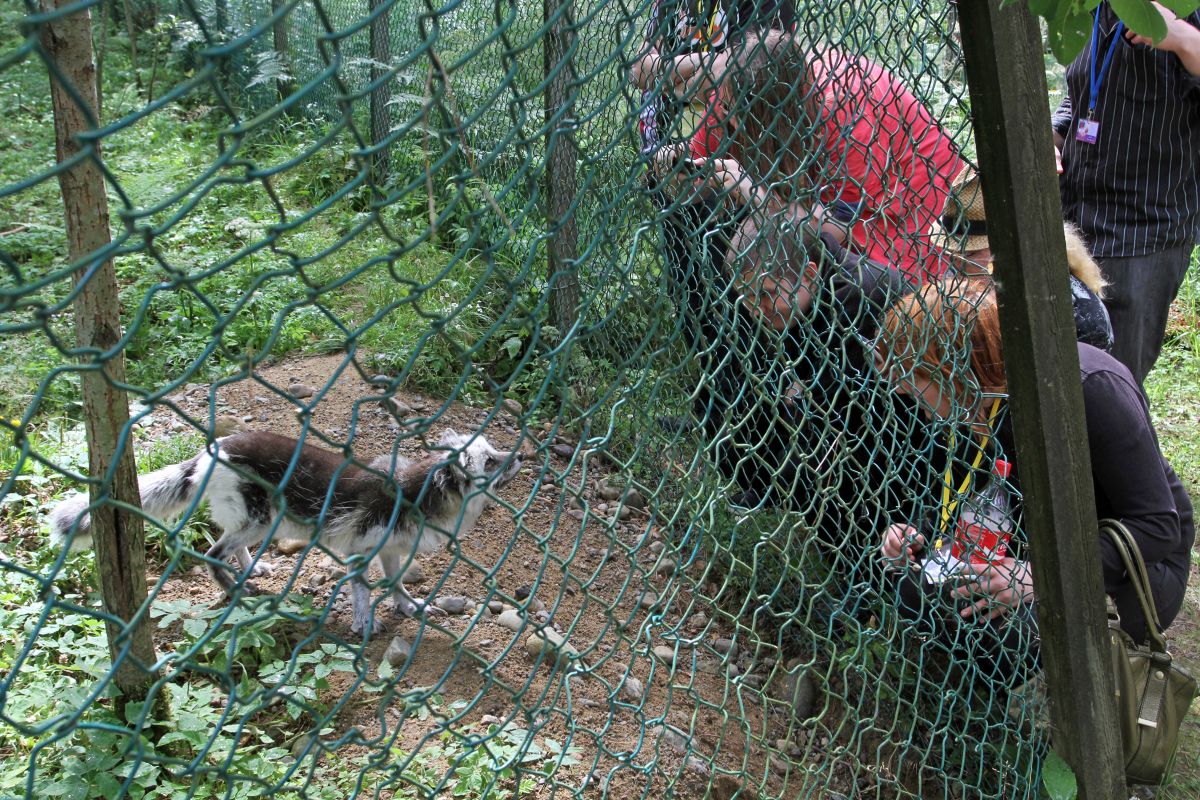 FinFur Summer Camp 2013, Visit to small local zoo