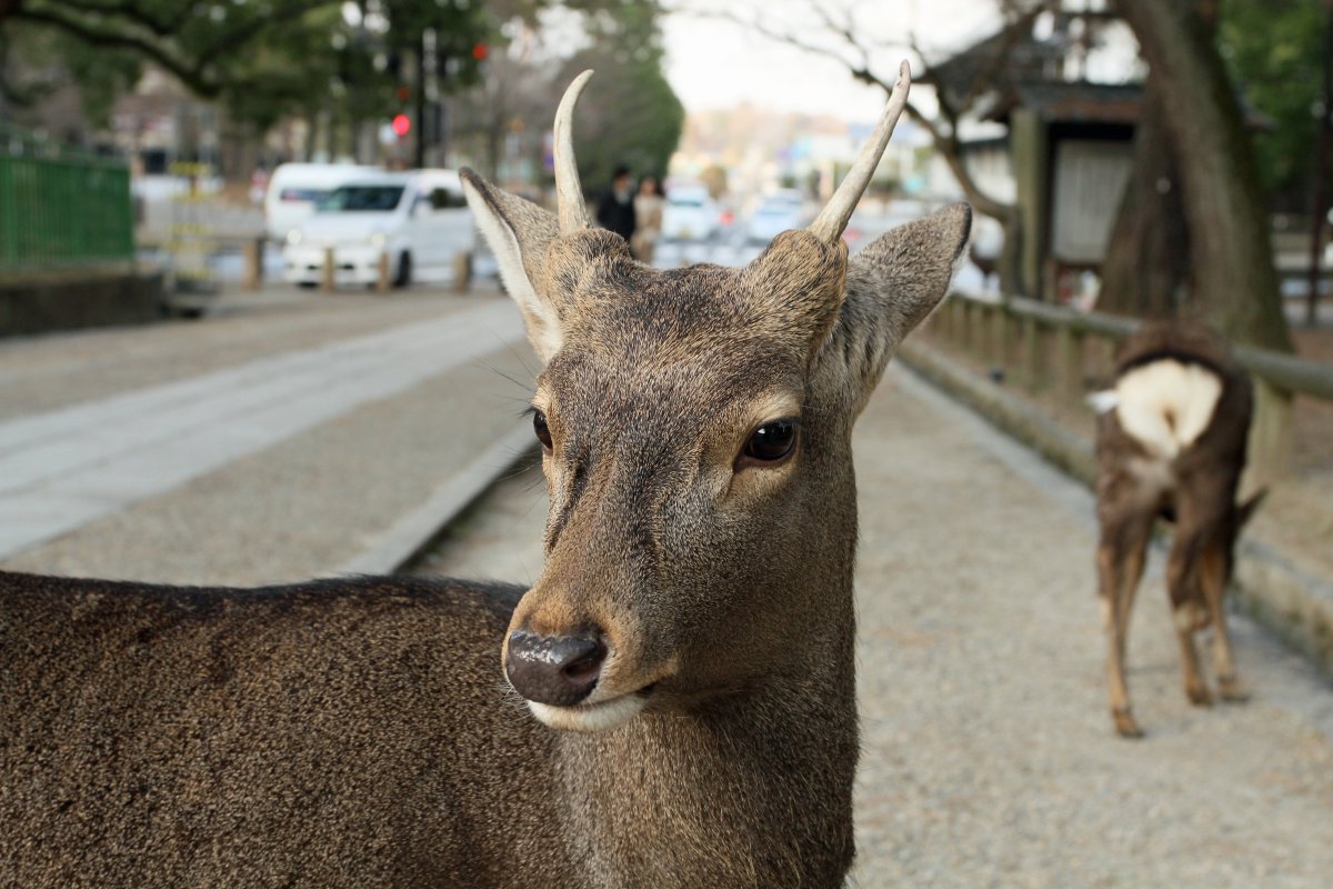 Japan Meeting of Furries 2017, Nara Park