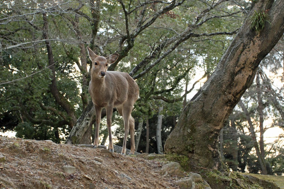 Japan Meeting of Furries 2017, Nara Park