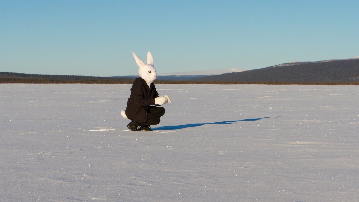 Furry northern Sweden trip, Lumie bunny