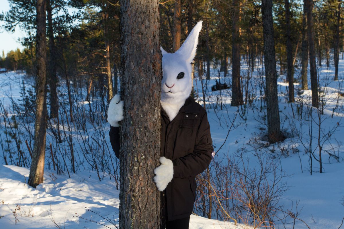 Furry northern Sweden trip, Lumie bunny