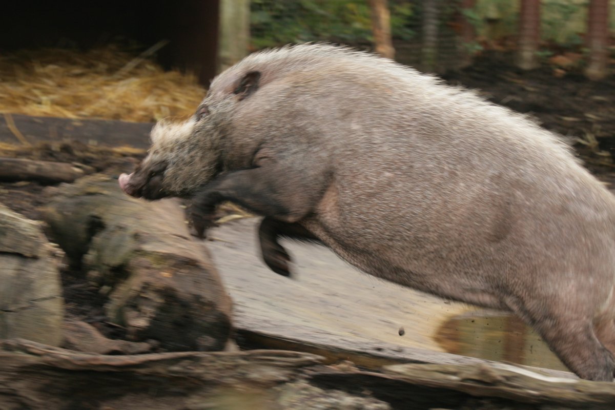 RBW 2007, London zoo