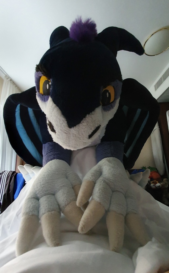 FinFur Animus 2019, Other photos