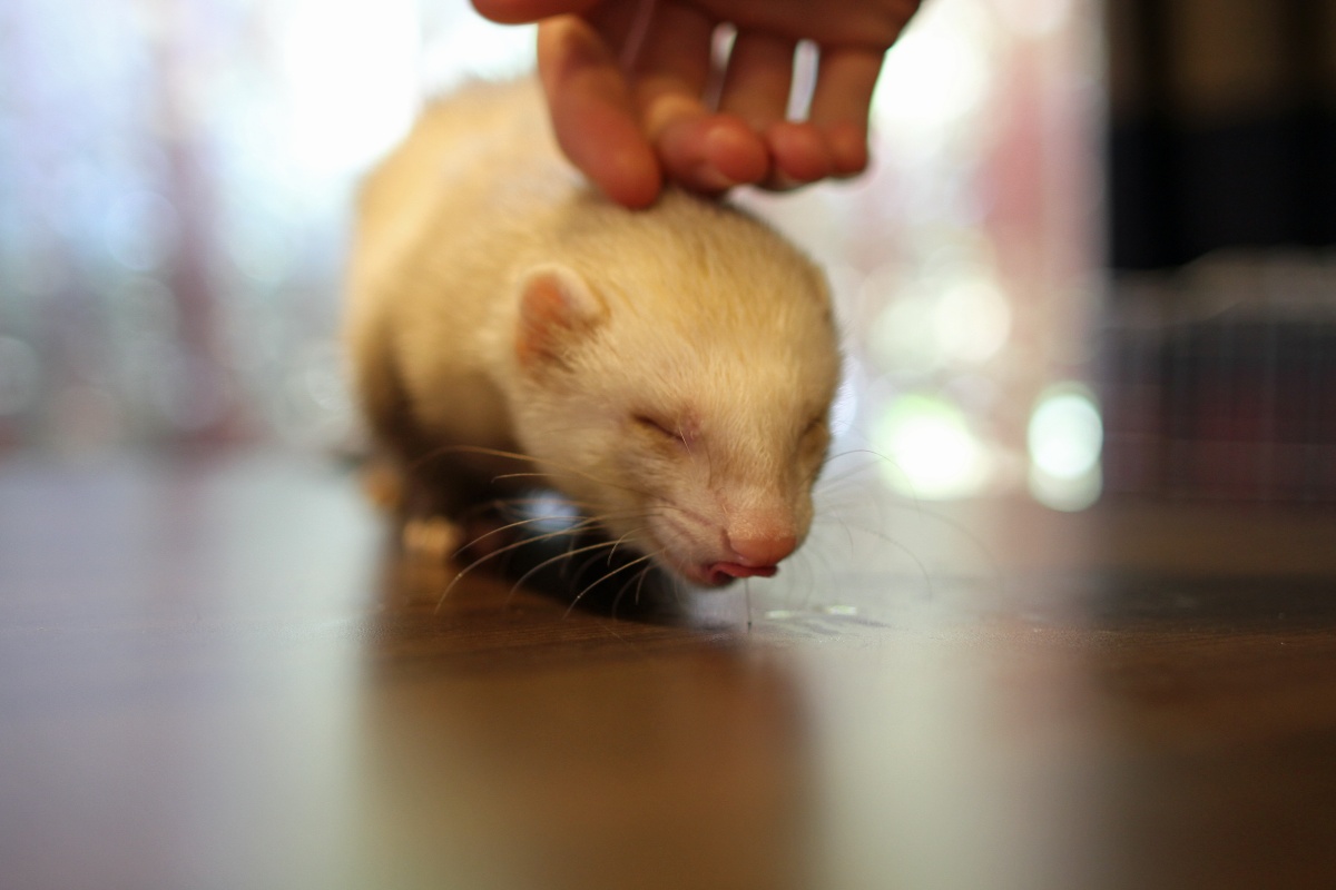 ConFuzzled 2013, Ferrets