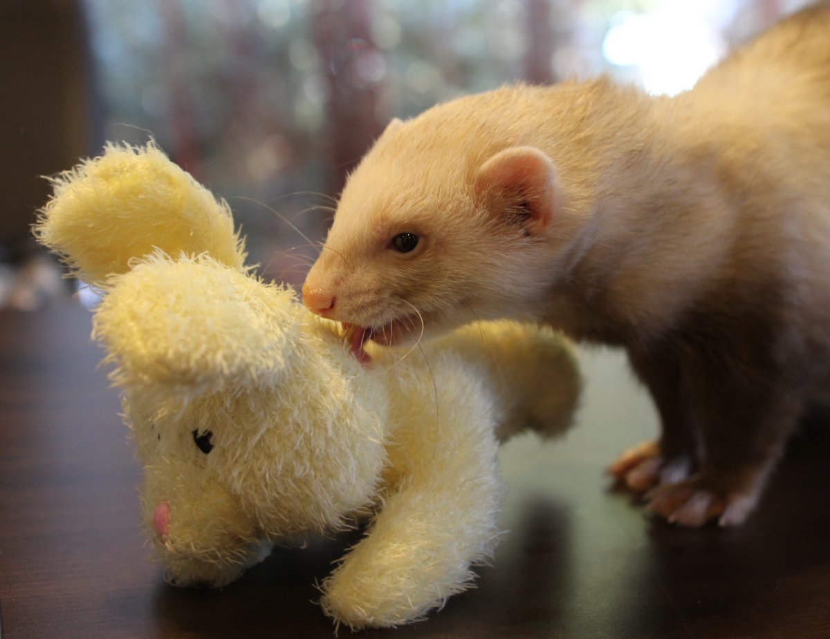 ConFuzzled 2013, Ferrets