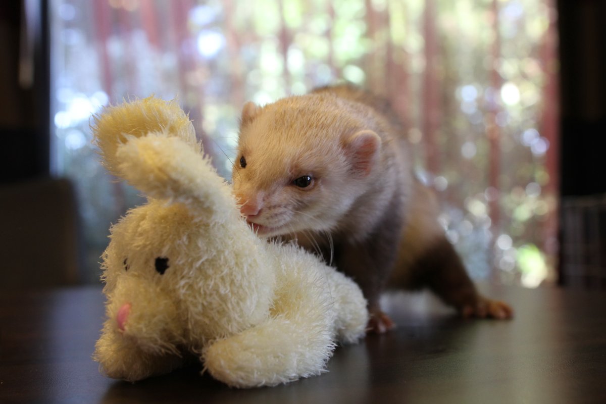 ConFuzzled 2013, Ferrets