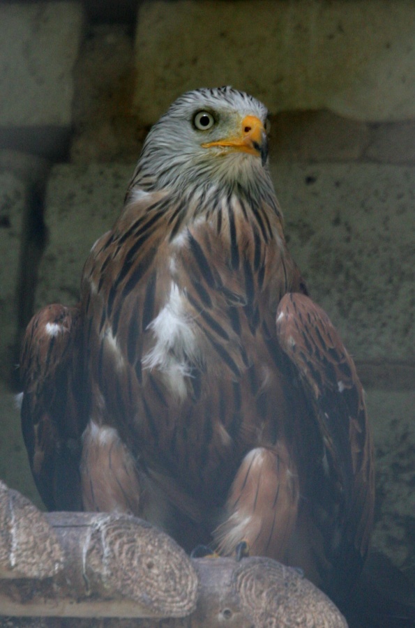 Eurofurence 13, Suhl zoo