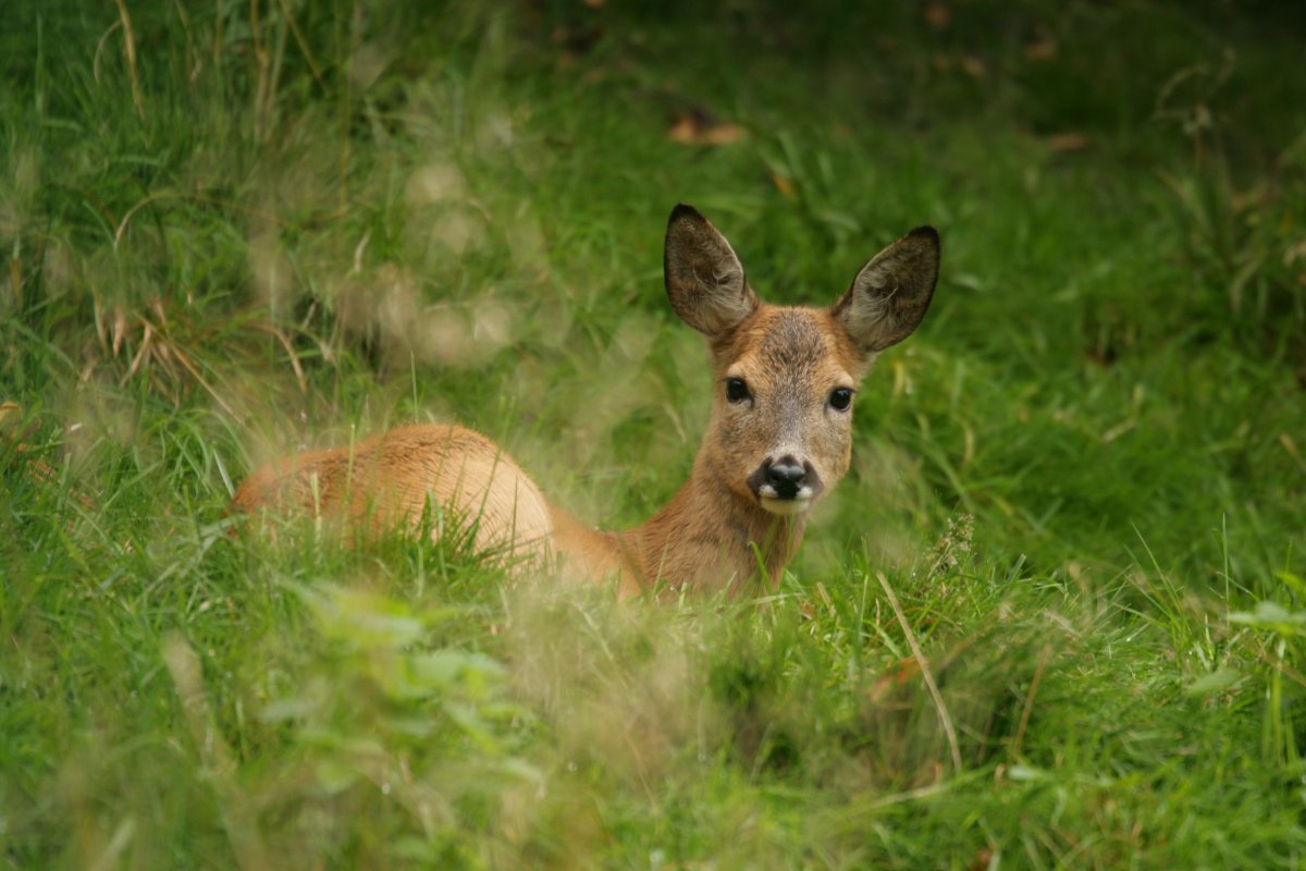 Eurofurence 13, Suhl zoo