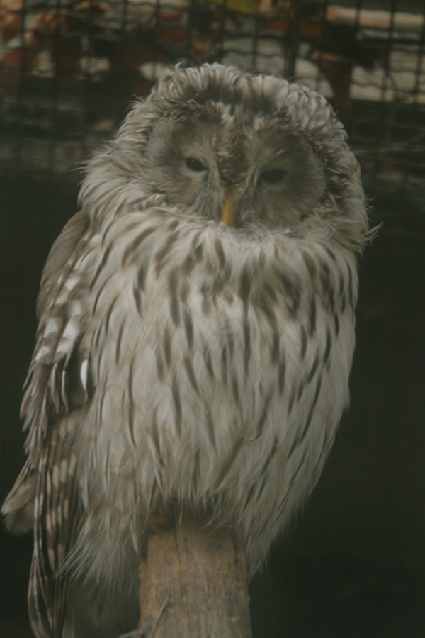 Eurofurence 13, Suhl zoo