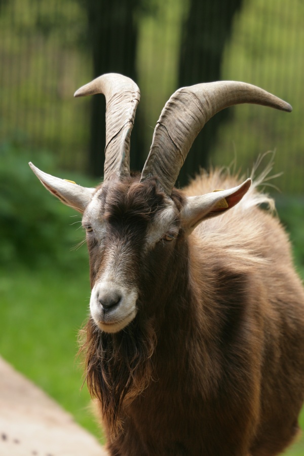 Eurofurence 13, Suhl zoo