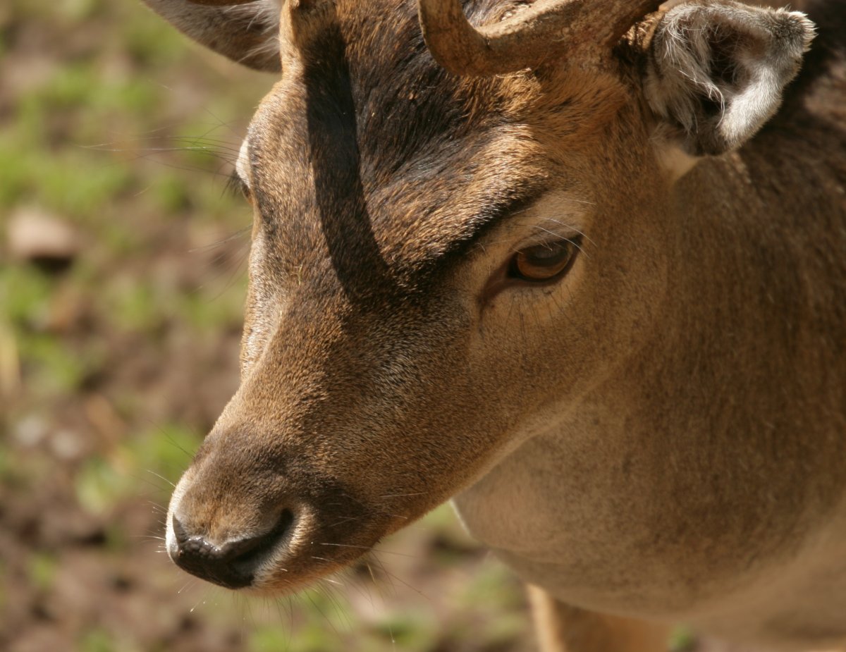 Eurofurence 13, Suhl zoo