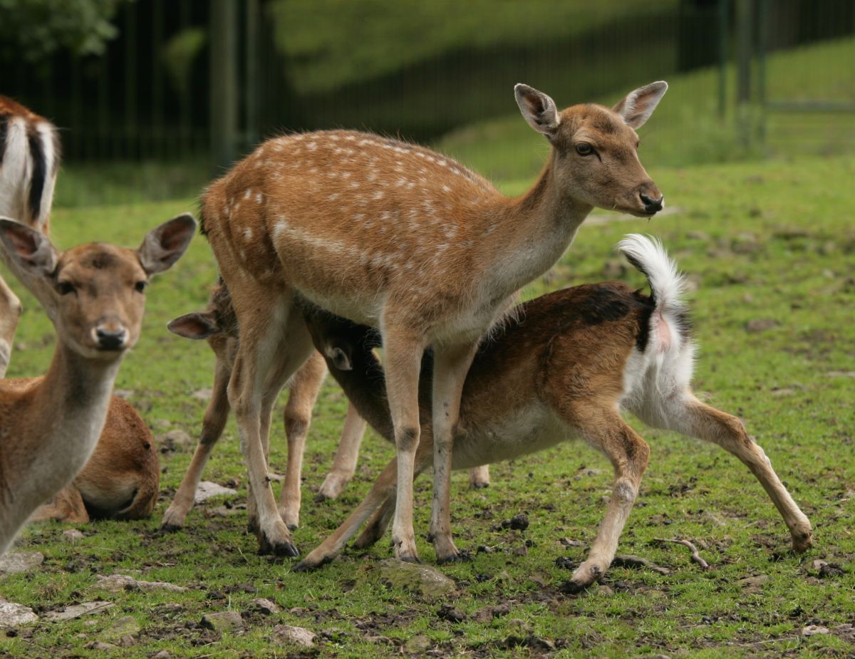 Eurofurence 13, Suhl zoo