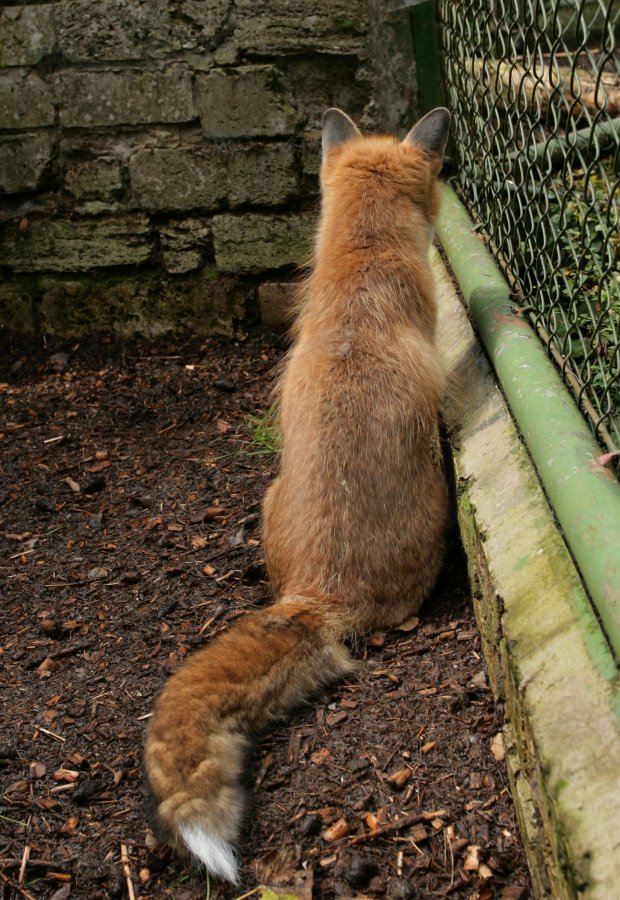 Eurofurence 13, Suhl zoo