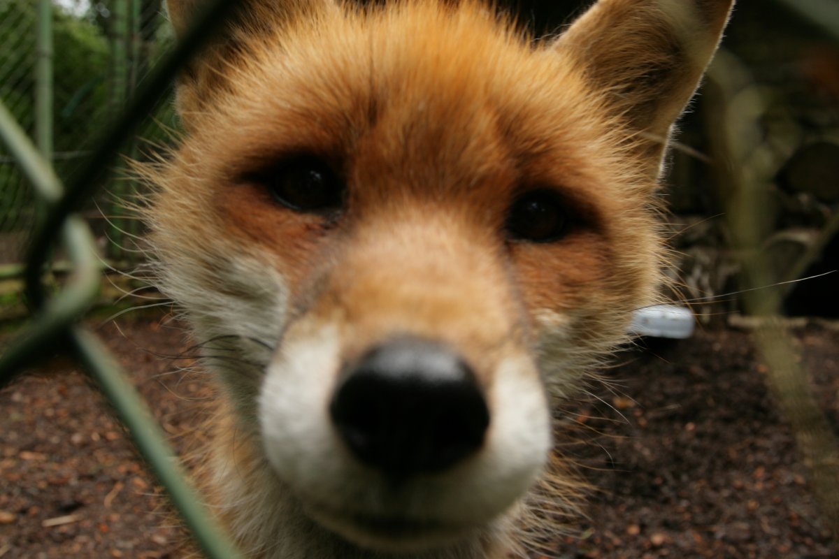 Eurofurence 13, Suhl zoo