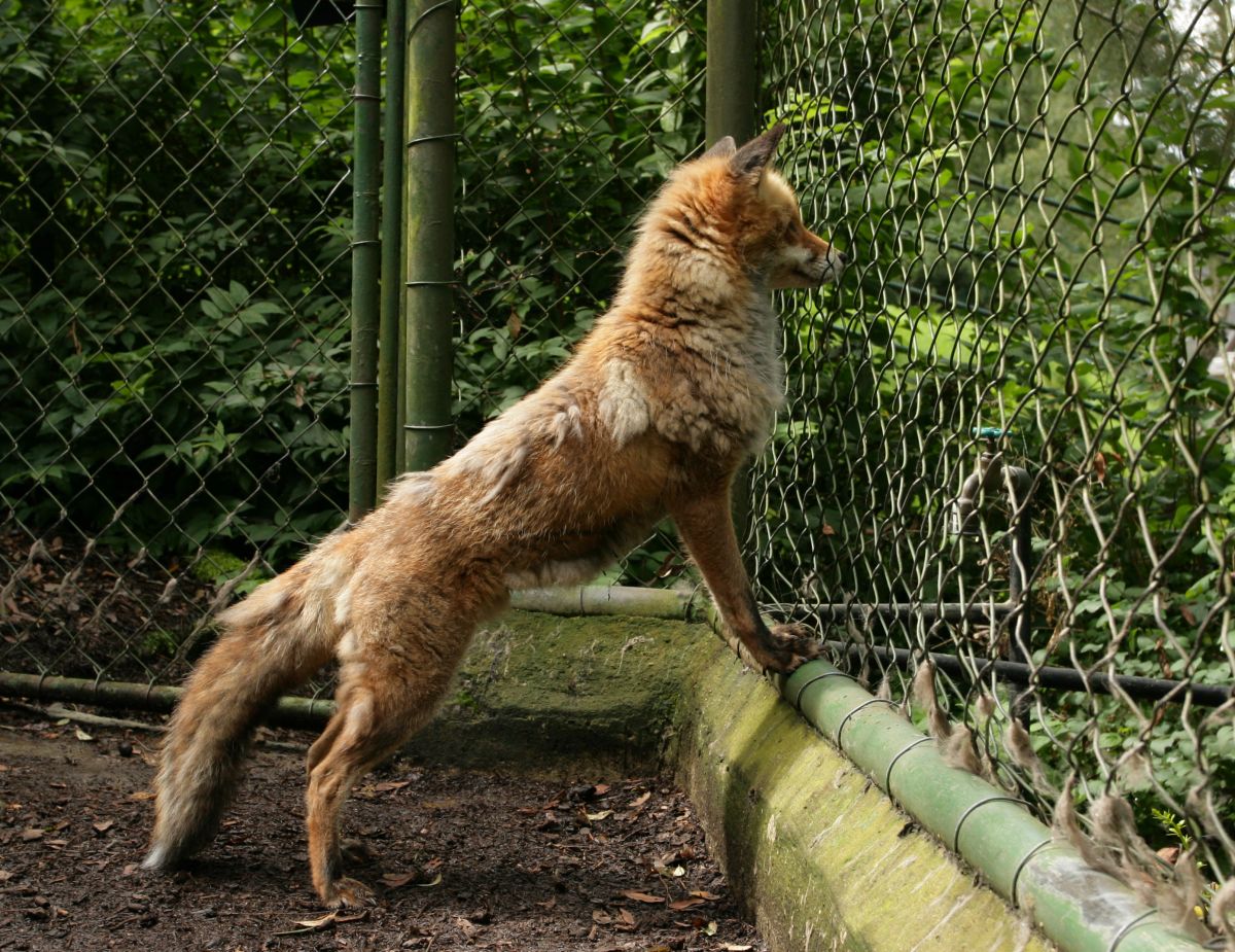 Eurofurence 13, Suhl zoo