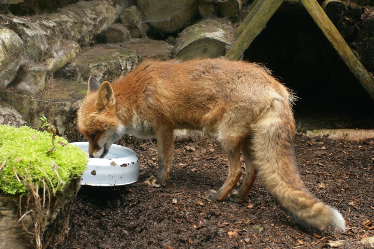Eurofurence 13, Suhl zoo