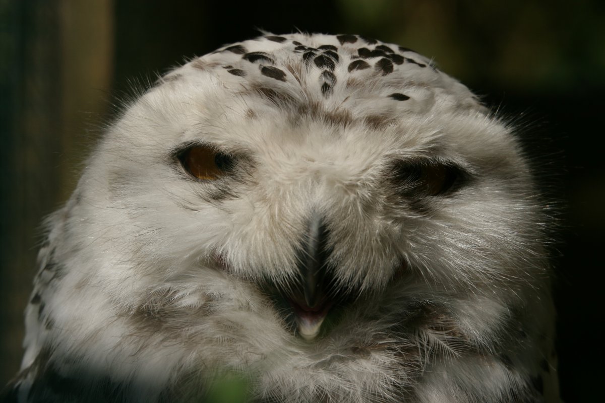 Eurofurence 13, Suhl zoo