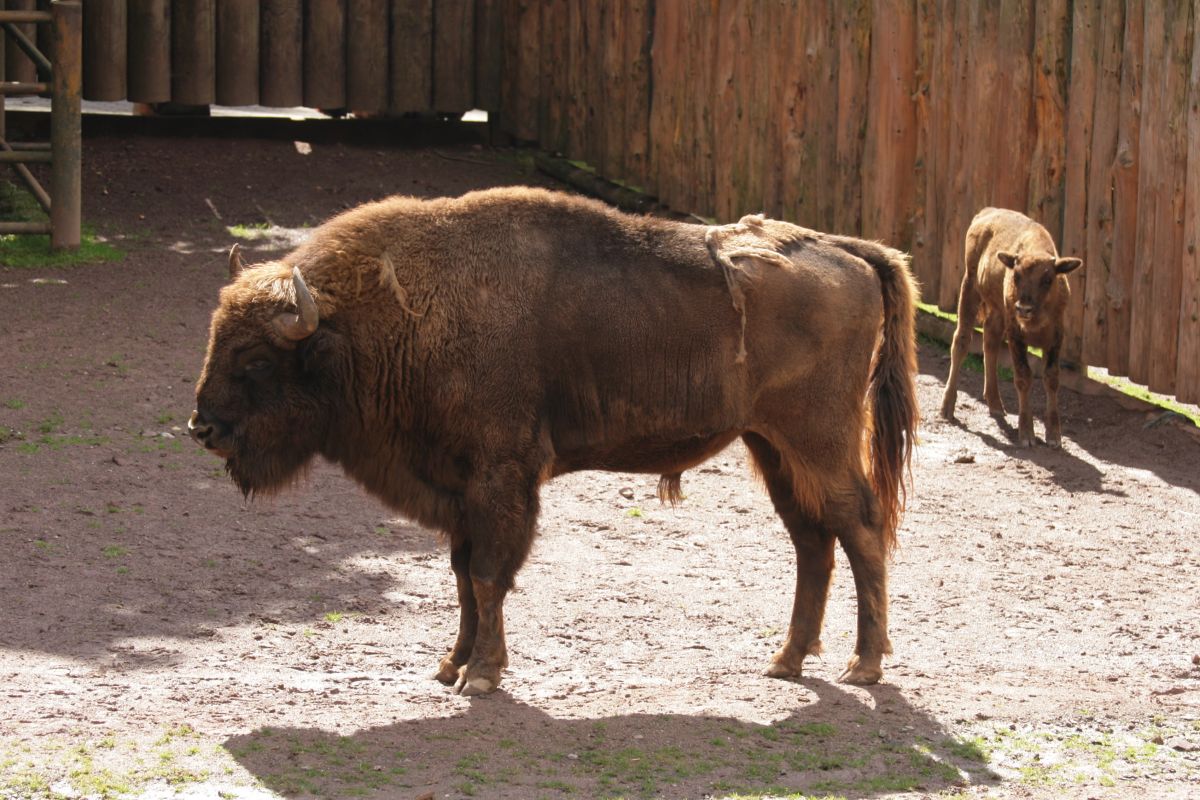 Eurofurence 13, Suhl zoo