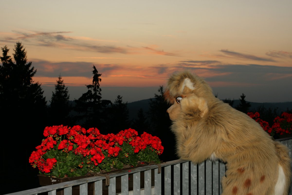 Eurofurence 15, Fursuiters alone