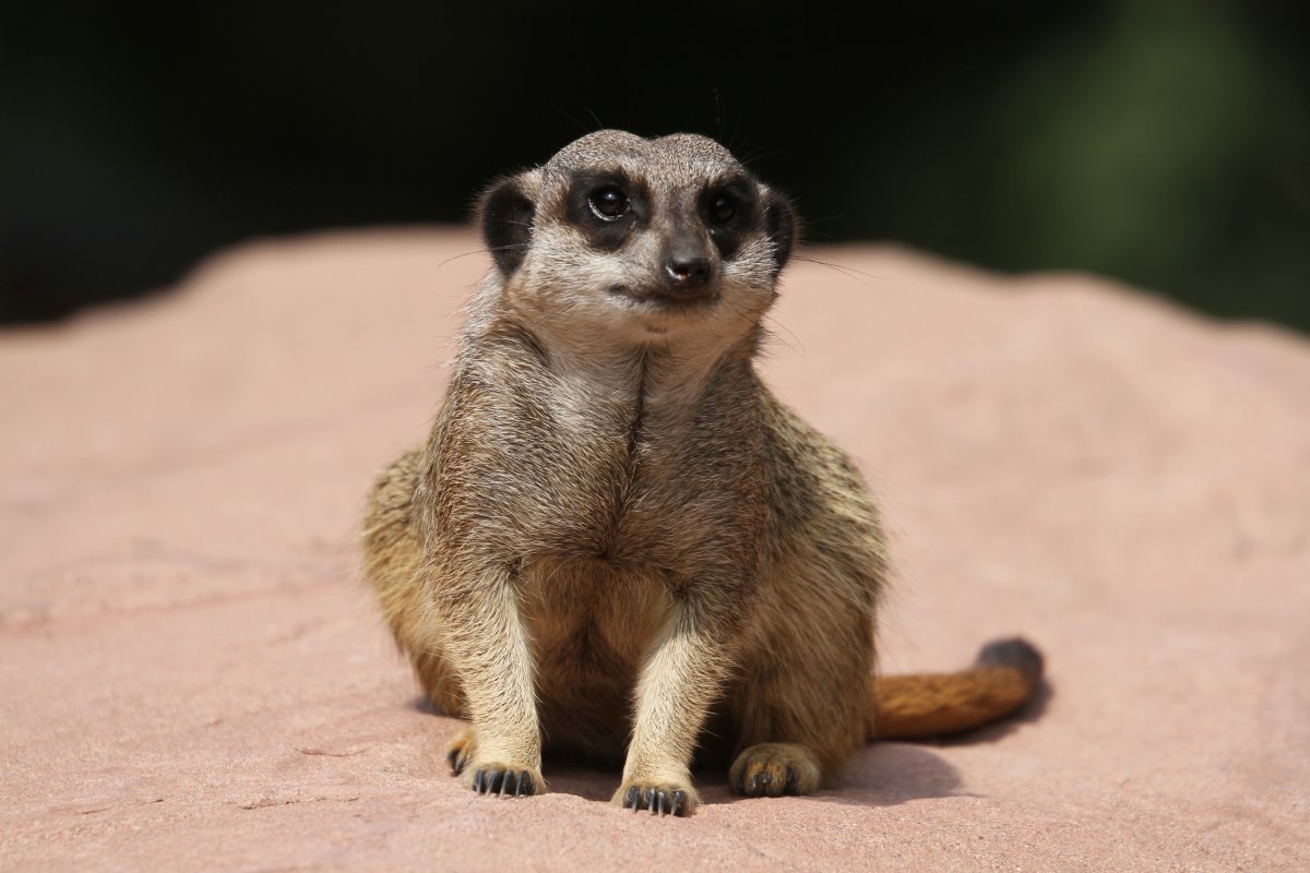 Eurofurence 17, Magdeburg  zoo