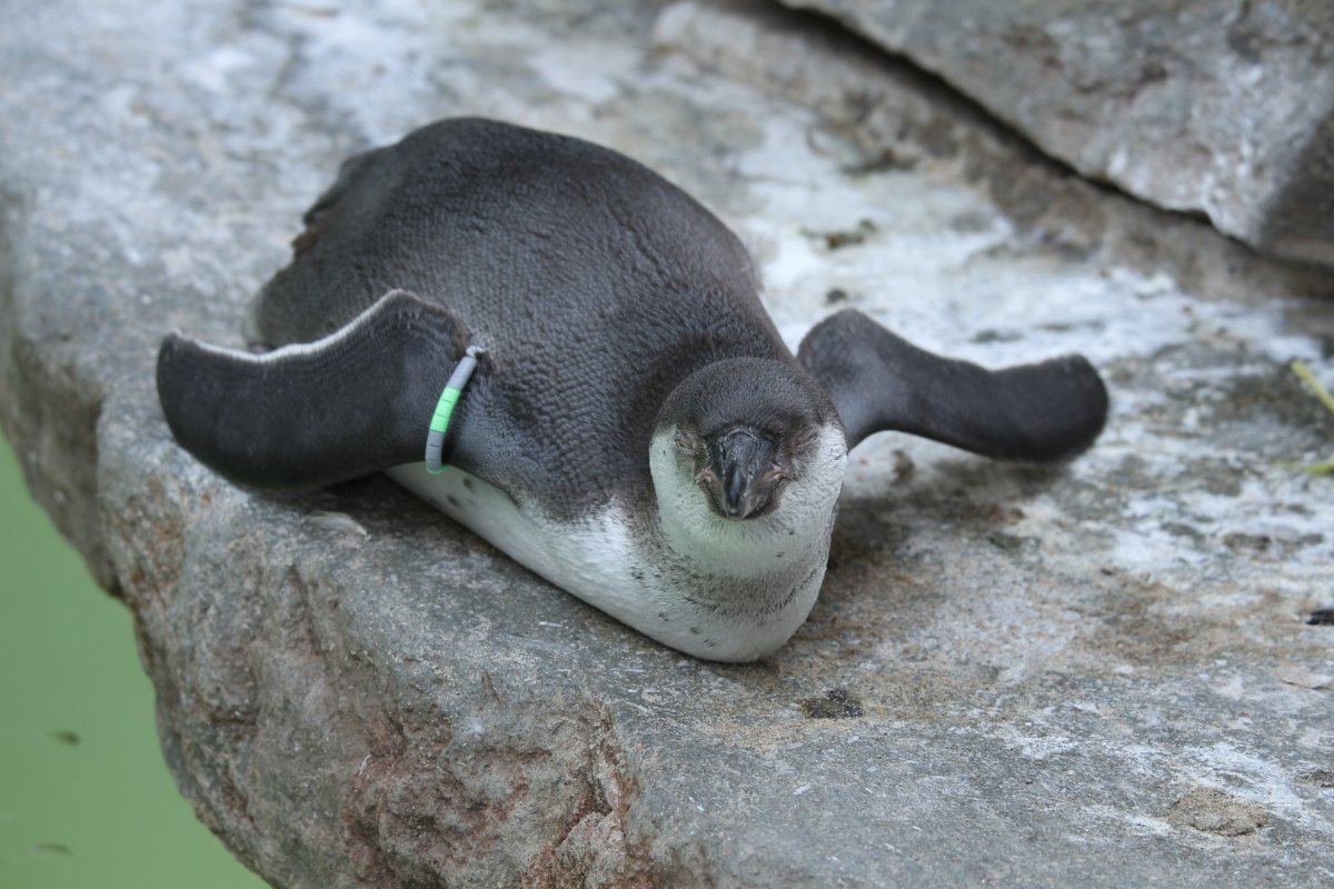 Eurofurence 17, Magdeburg  zoo