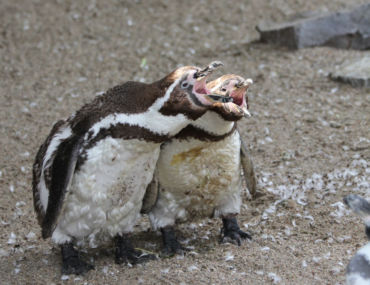 Eurofurence 17, Magdeburg  zoo