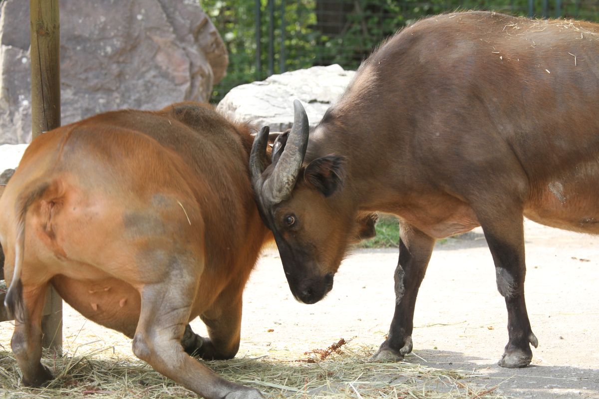 Eurofurence 17, Magdeburg  zoo