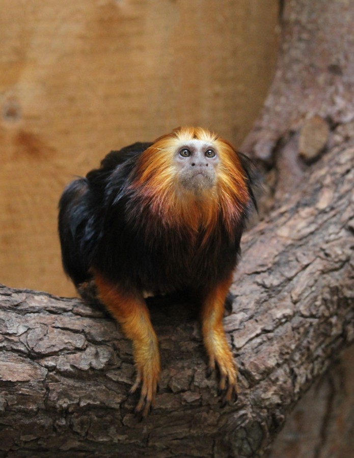 Eurofurence 17, Magdeburg  zoo