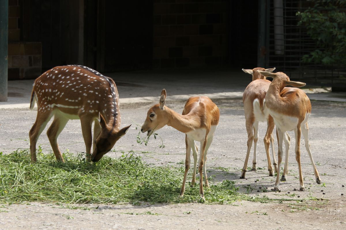 Eurofurence 17, Magdeburg  zoo