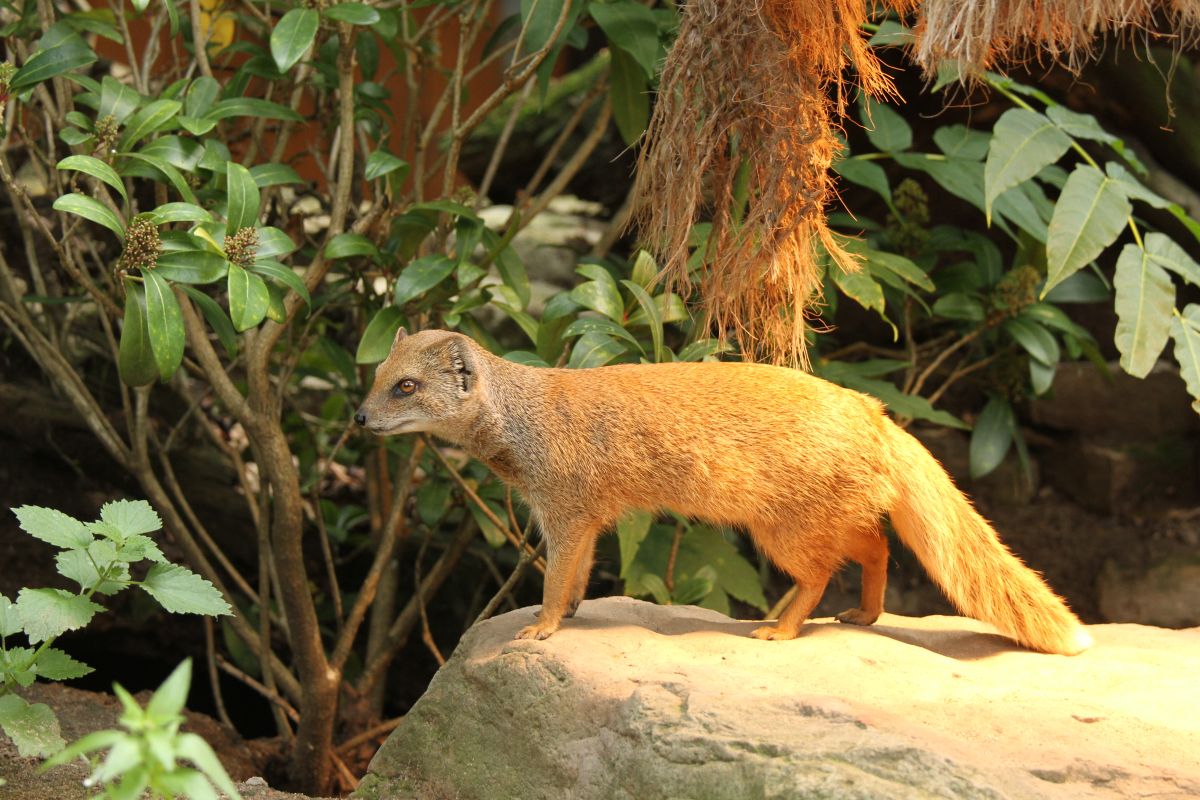 Eurofurence 17, Magdeburg  zoo