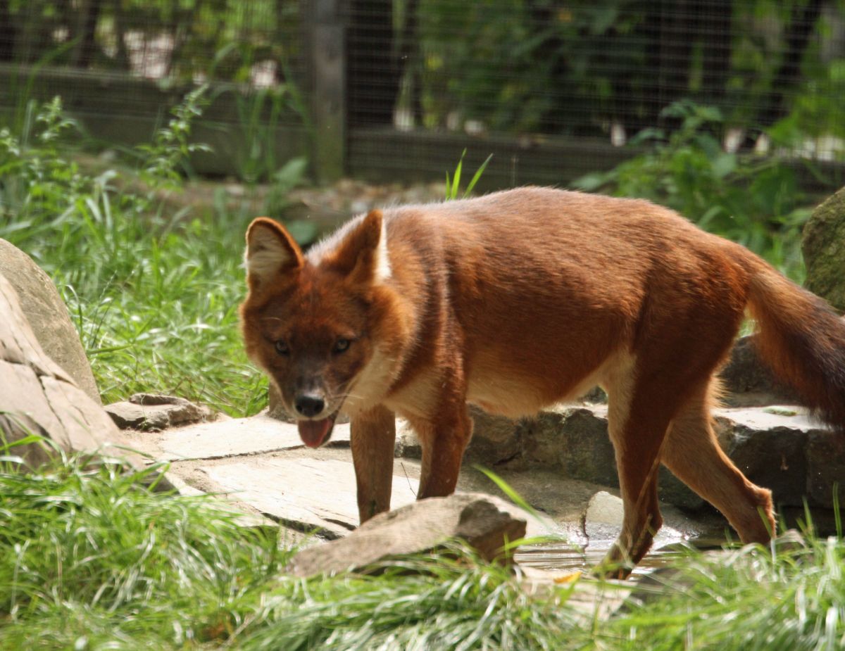Eurofurence 17, Magdeburg  zoo
