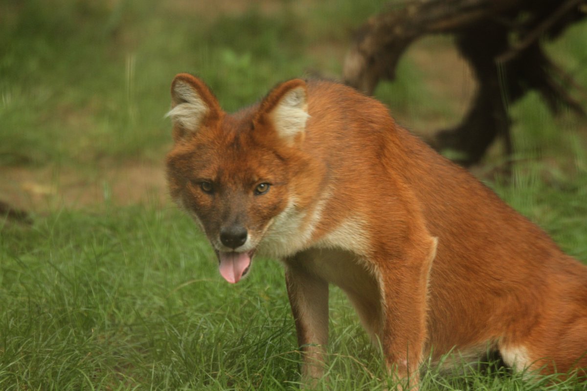 Eurofurence 17, Magdeburg  zoo