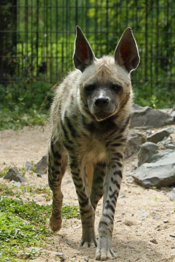 Eurofurence 17, Magdeburg  zoo