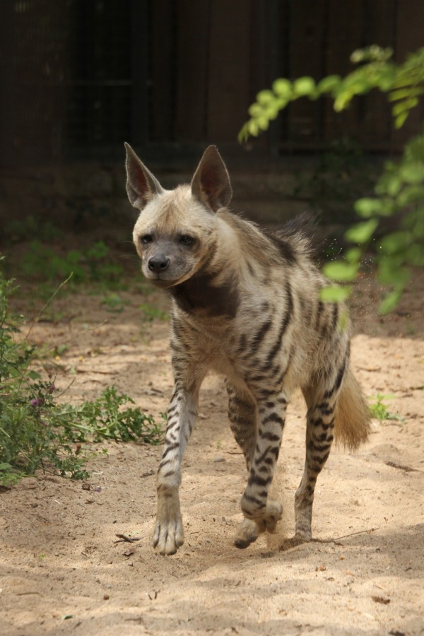 Eurofurence 17, Magdeburg  zoo