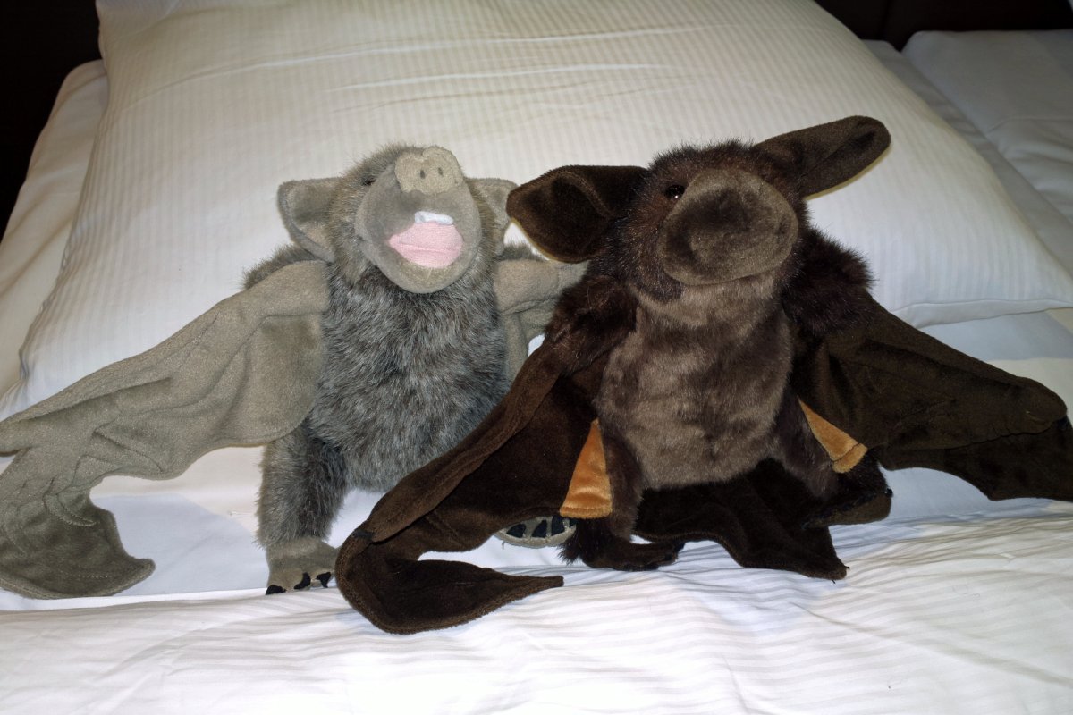 Eurofurence 20, Bats