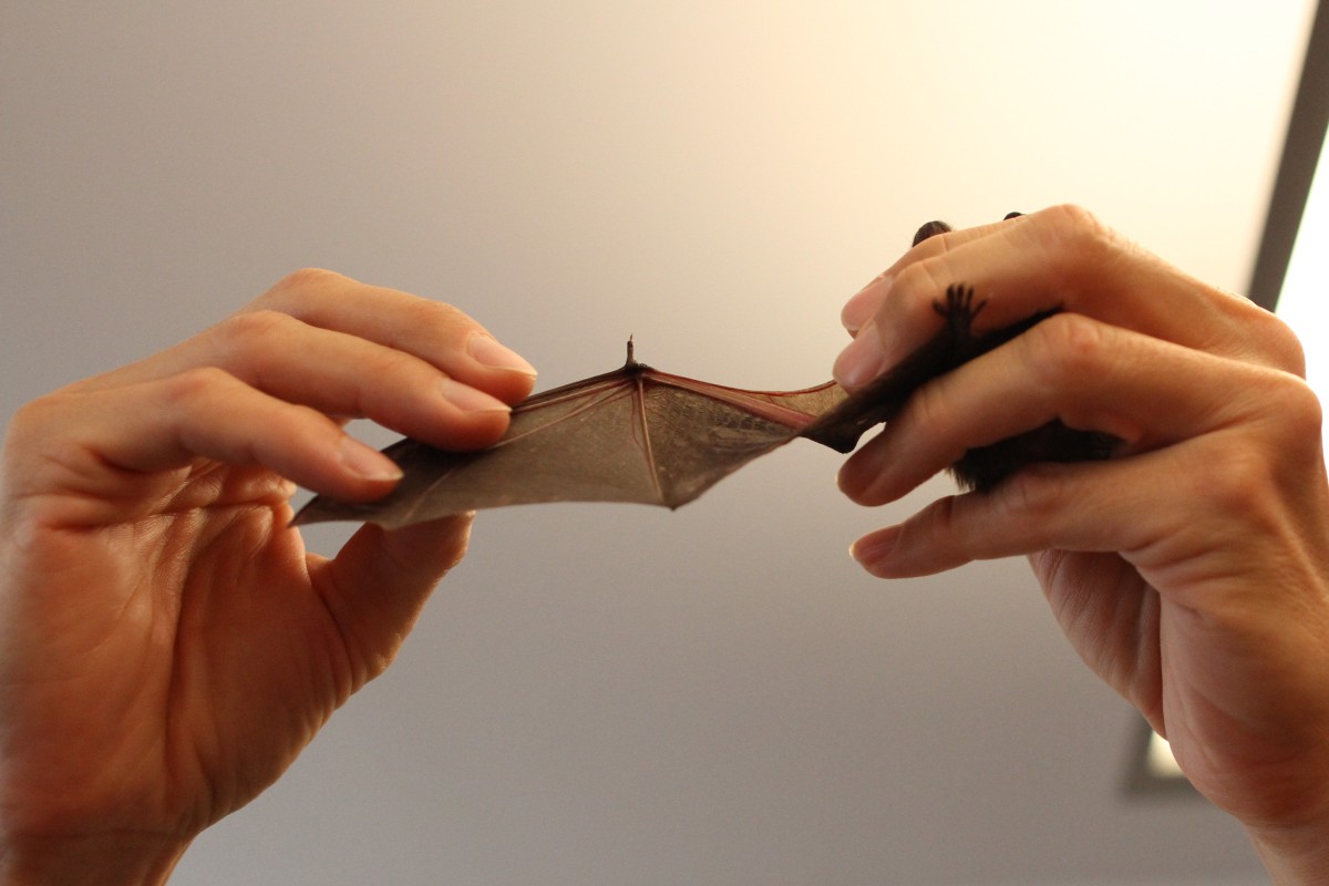 Eurofurence 20, Bats