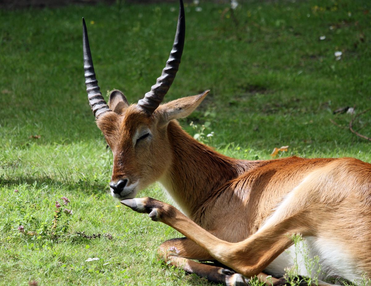 Eurofurence 22, Berlin Zoo