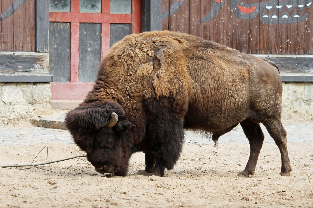 Eurofurence 22, Berlin Zoo