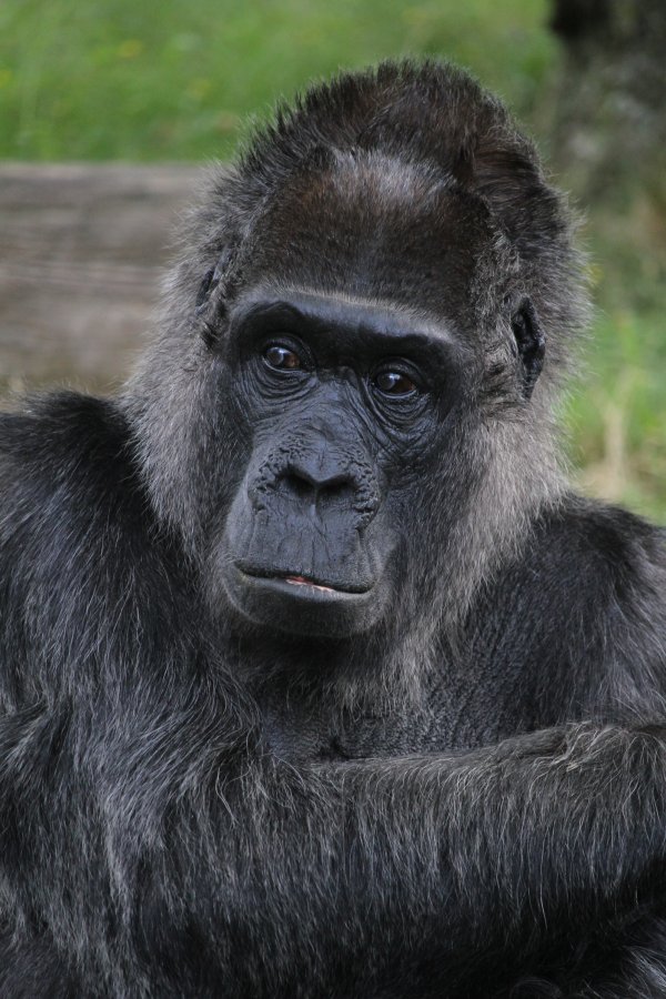 Eurofurence 22, Berlin Zoo