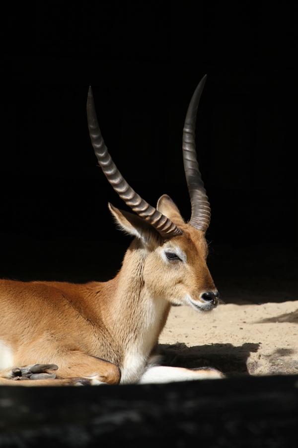 Eurofurence 22, Berlin Zoo