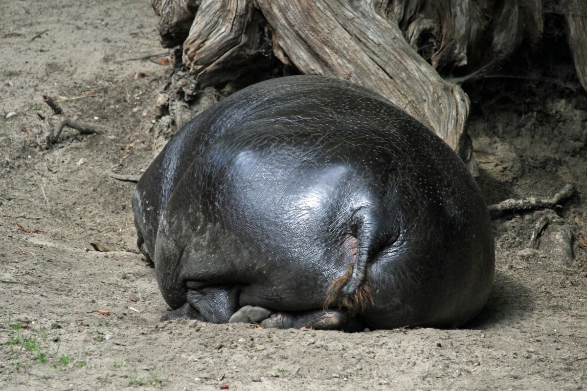 Eurofurence 22, Berlin Zoo