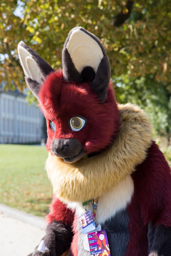 Eurofurence 28, Meets and Groups