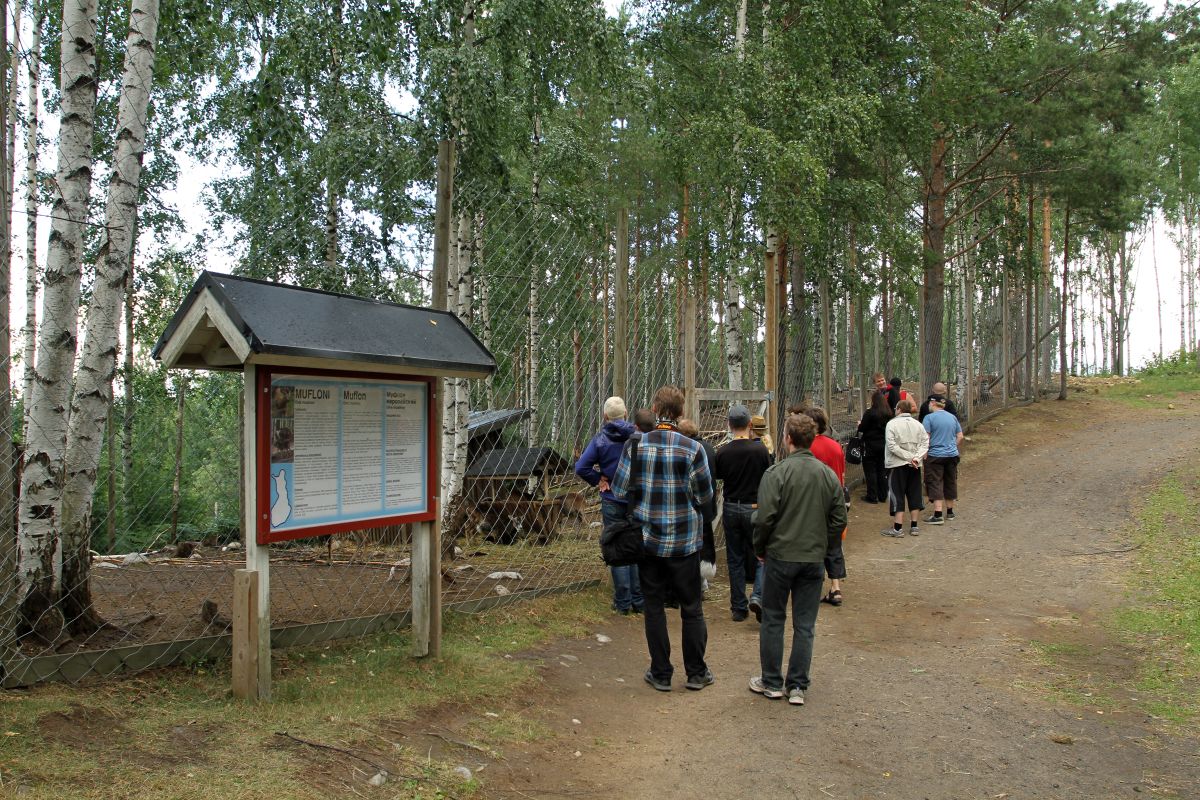 FinFur Summer Camp 2013