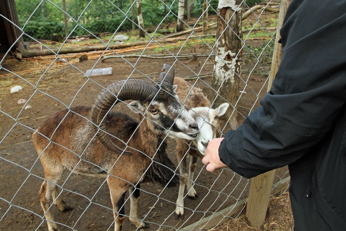 FinFur Summer Camp 2013, Visit to small local zoo