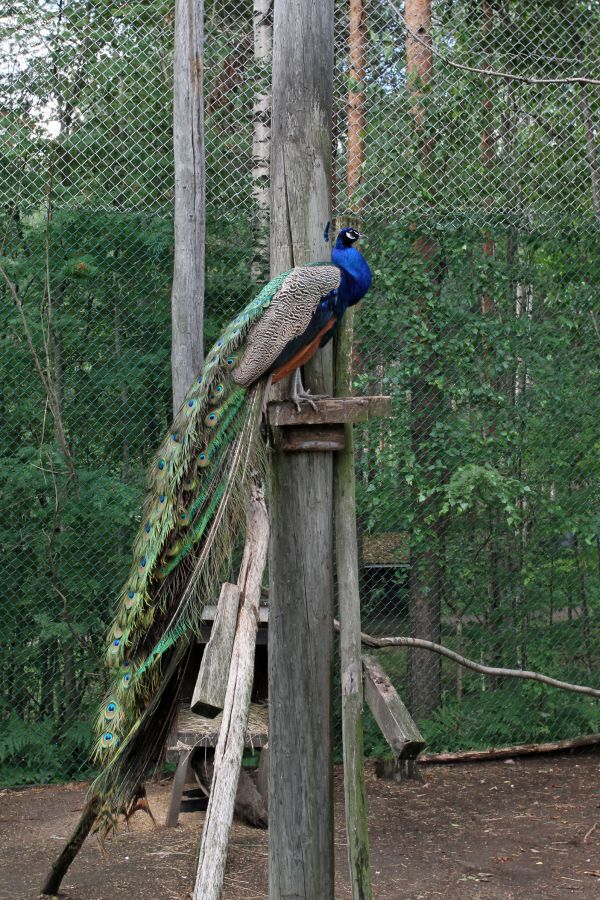 FinFur Summer Camp 2013, Visit to small local zoo