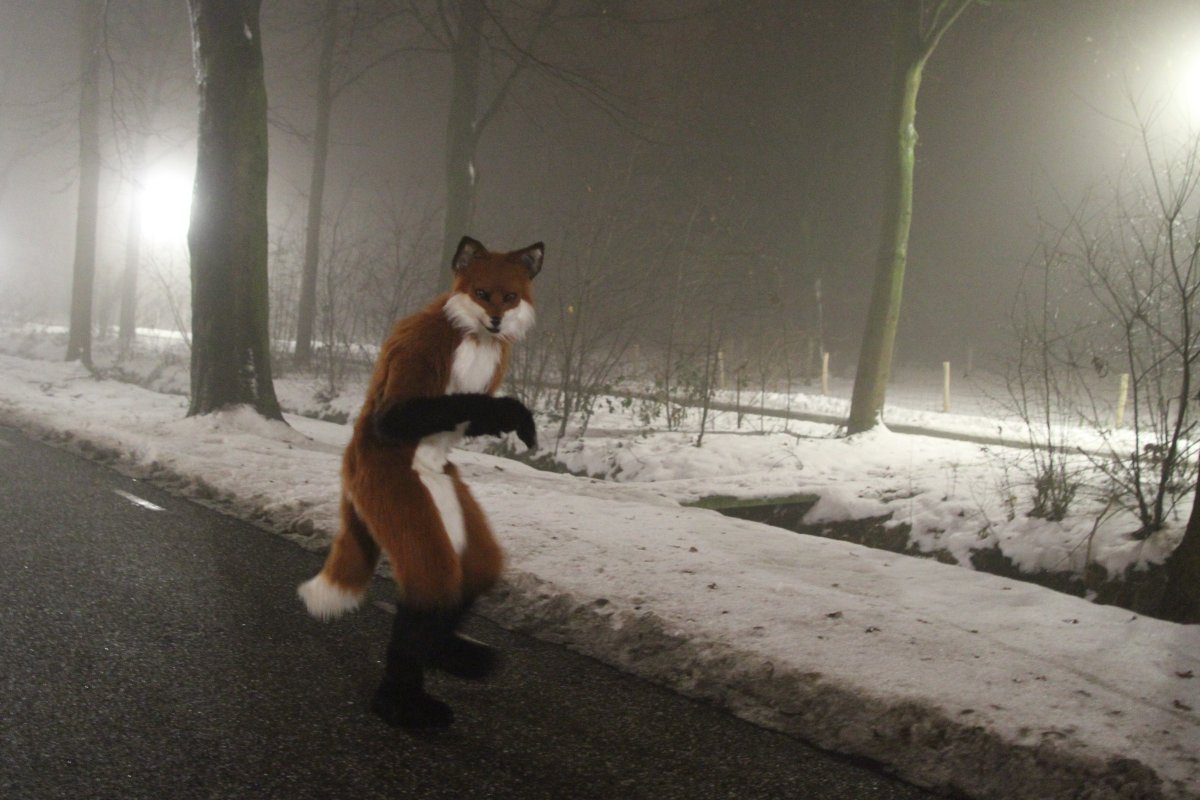 Furs on Fire 2010, Furs on Fog
