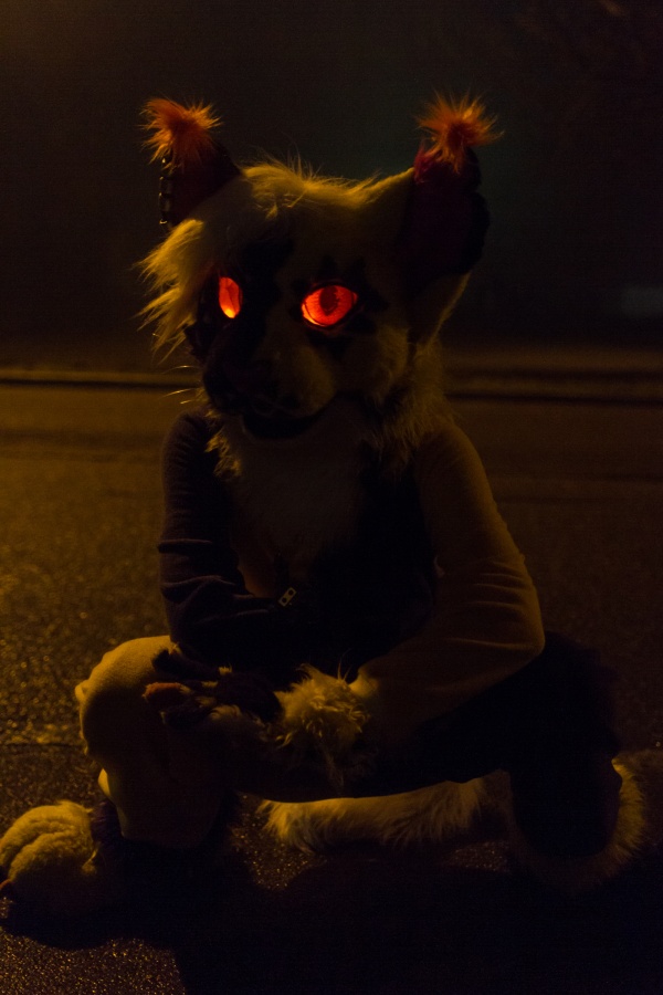 Furvester 2018-2019, Other photos