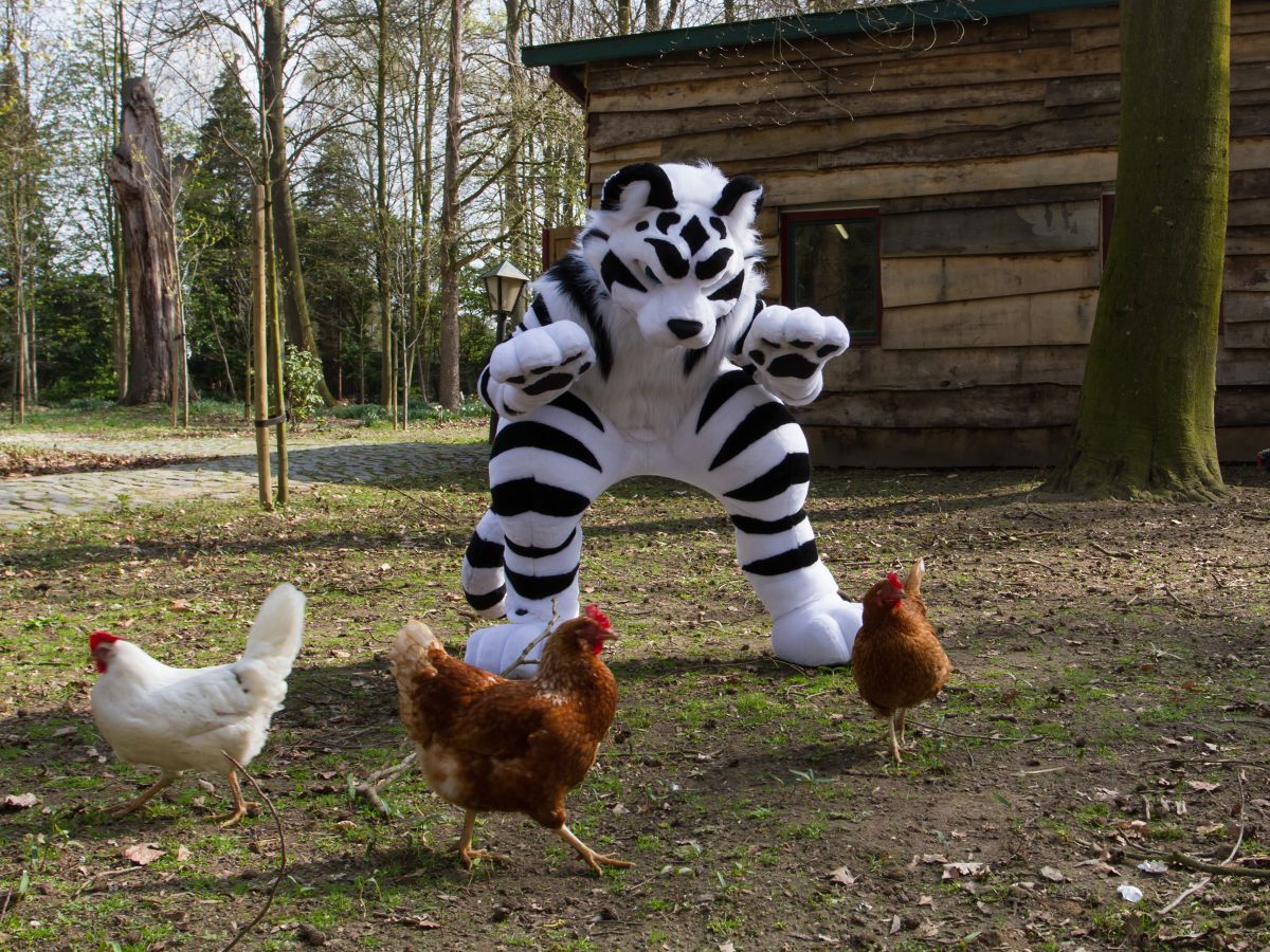 Furry Weekend Holland 2019, Convention photos
