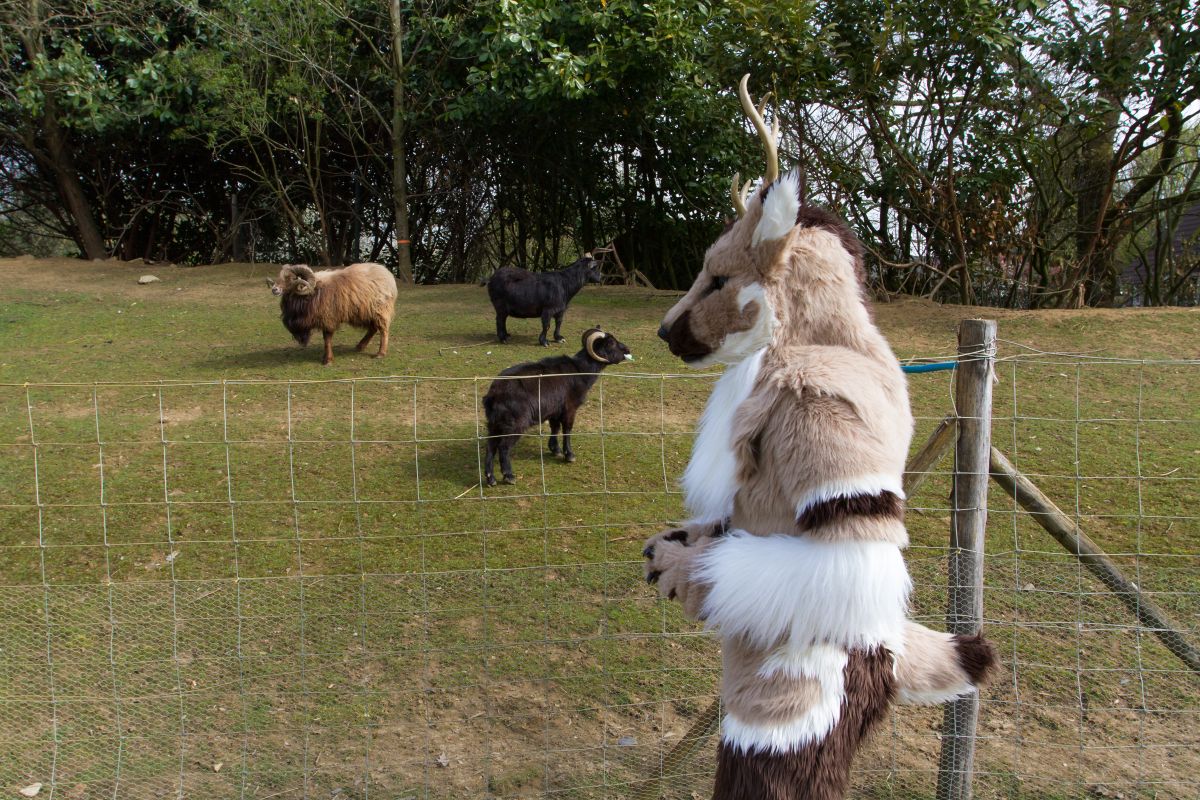 Furry Weekend Holland 2019, Convention photos