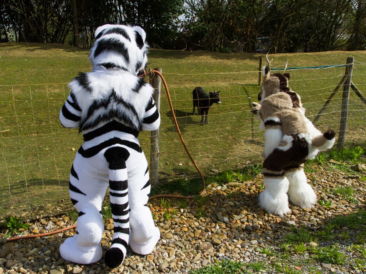 Furry Weekend Holland 2019, Convention photos